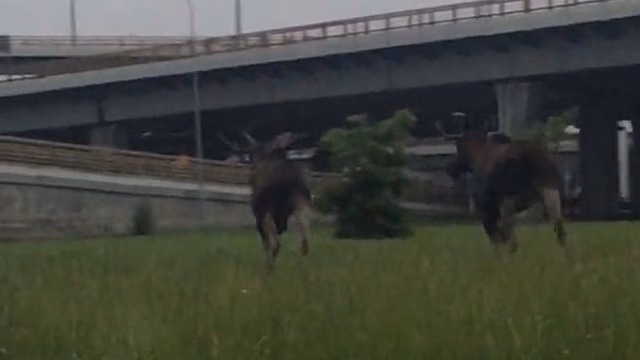 Опубликовано видео лосей на КАД