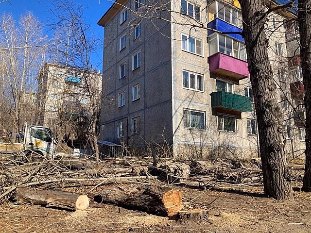 Попова заявила, что порубочные билеты ДМРСУ сейчас не выдаются