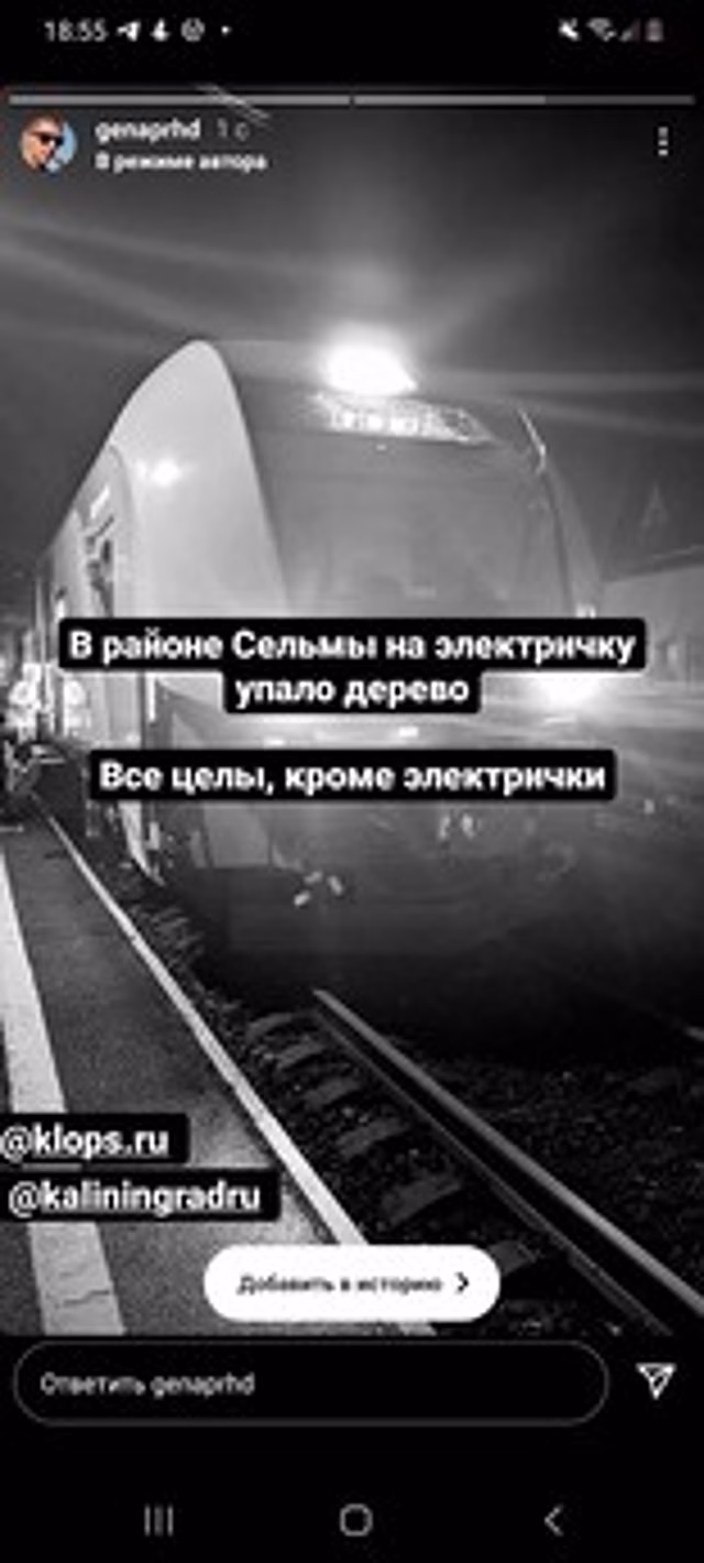 На Сельме упавшее дерево разбило лобовое стекло электричке, следовавшей в Светлогорск
