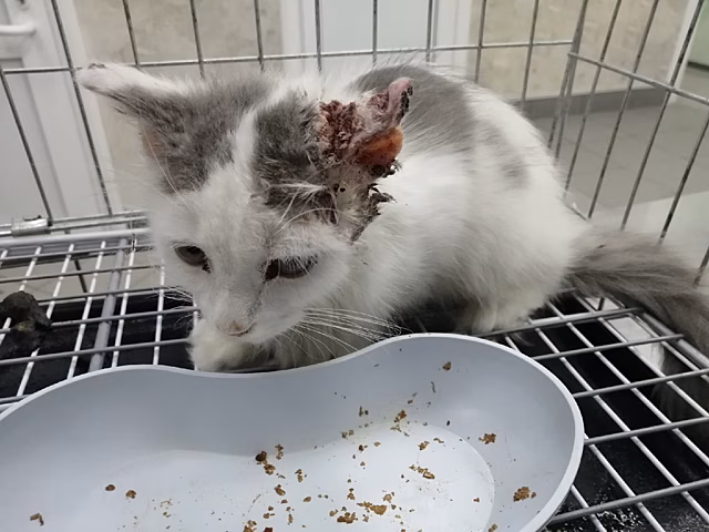 Костромичи спасли от страшной смерти котенка с рваными ушами