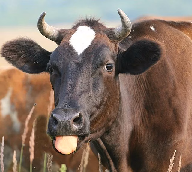 Коровы тормозят поезда: на Дону участились случаи выхода скота на железнодорожные пути