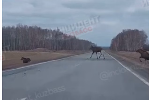 Кузбассовцы запечатлели прогулку огромных лосей