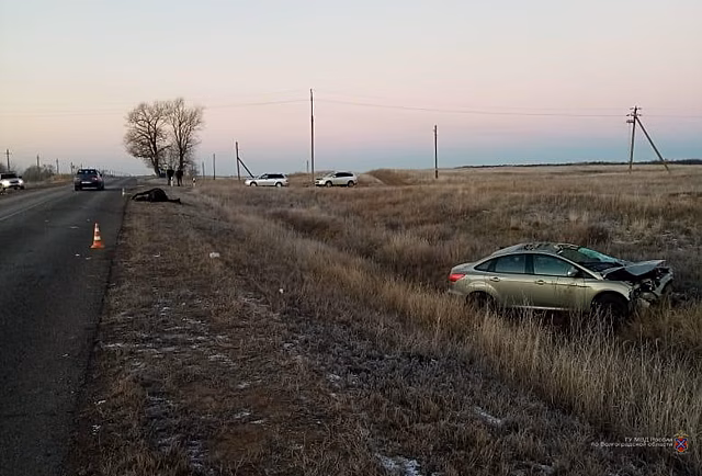 Под Волгоградом водитель "Форд Фокуса" сбил лошадь