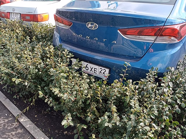 В Красноярске на набережной Качи автомобилисты испортили живую изгородь