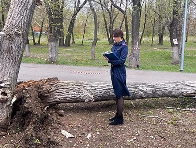 В Самаре упавшее дерево убило девочку