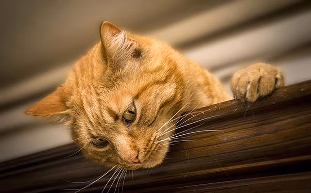 Сотни животных пришли на похороны известного кота