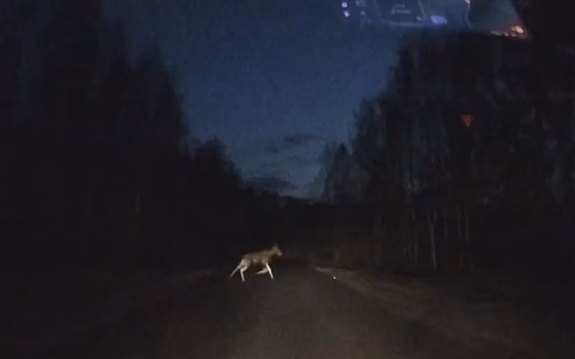 Под Рязанью водитель пассажирского автобуса чудом избежал ДТП с лосем