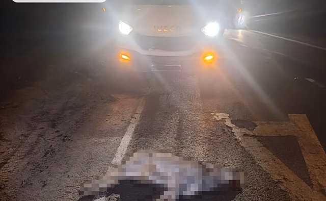 В Курском районе под колесами авто погибла косуля