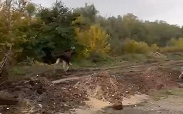 Очевидцы заметили лося около реконструкции Северной окружной в Рязани