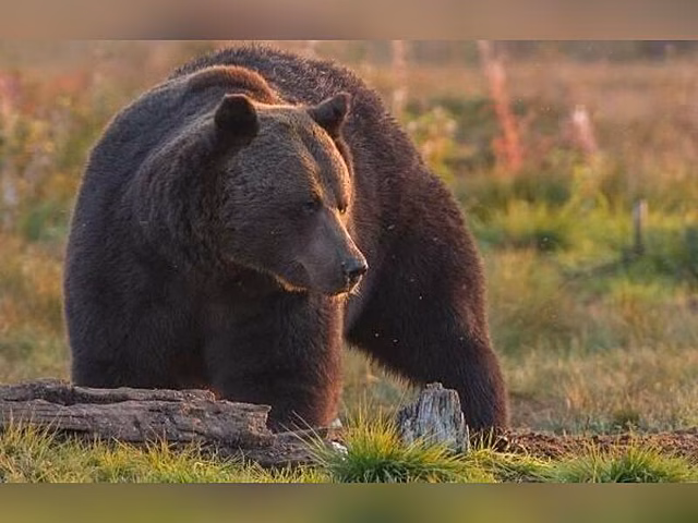 Следы медведя заметили в пригороде Читы