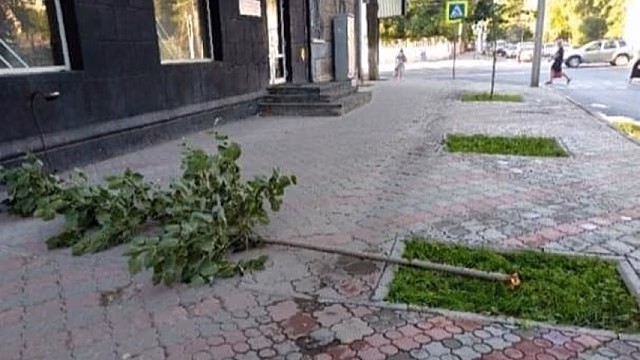 Саратовские хулиганы попали на видео, ломая деревья на Астраханской