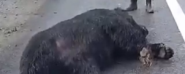В Хабаровском крае под колёсами машины погиб бурый медведь