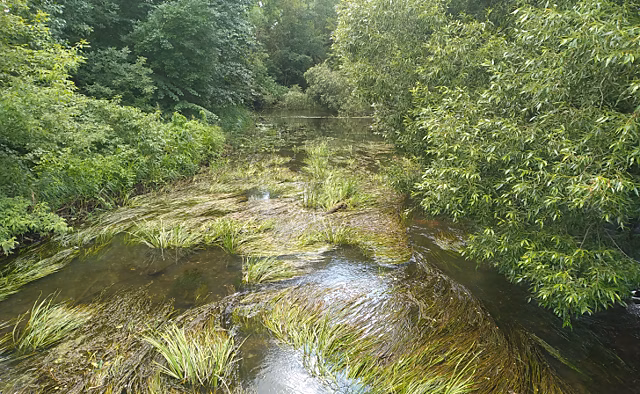 В Курске владельцы автомобилей припарковали их в водоохранной зоне реки Тускарь