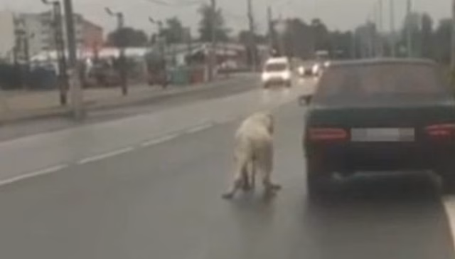 В Москве спасли алабая, которого живодер привязал к машине