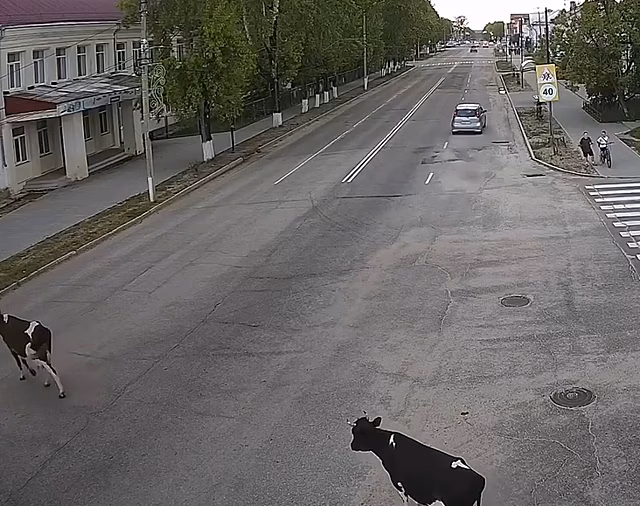 Жителям Шимановска напомнили о правилах выпаса скота