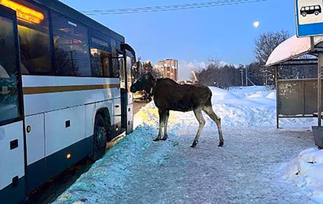 Лосиха Лукерья пыталась пробраться в автобус в Балашихе