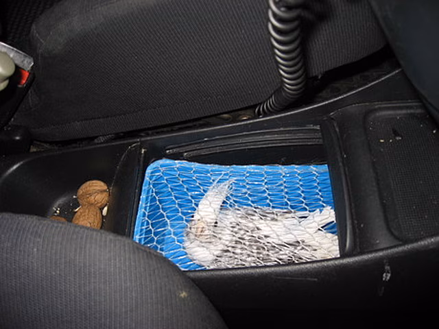 На границе в Багратионовске служебный пёс по кличке Барри Вайт нашёл спрятанного в бардачке попугая
