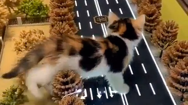 «Котзилла»: котенок-гигант «разрушил» город в попытках спастись