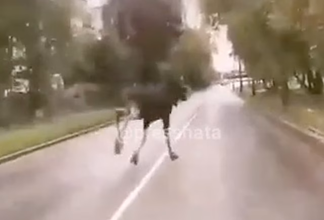Выбежавший на дорогу лось подрезал водителя в Подмосковье