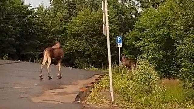 С начала года в Кировской области произошло 31 ДТП с участием диких животных