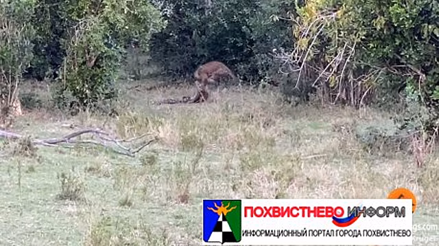 Смертельная схватка питона и леопарда попала на видео