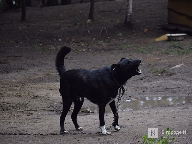Собака напала на сотрудника почты в Нижнем Новгороде