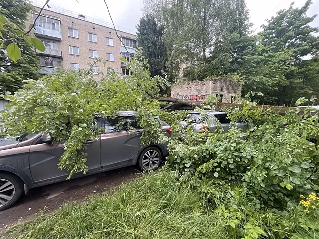 В Обнинске дерево рухнуло на автомобили, пострадали машины