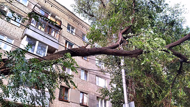 В Саратове дерево на пенсионерку упало огромное дерево