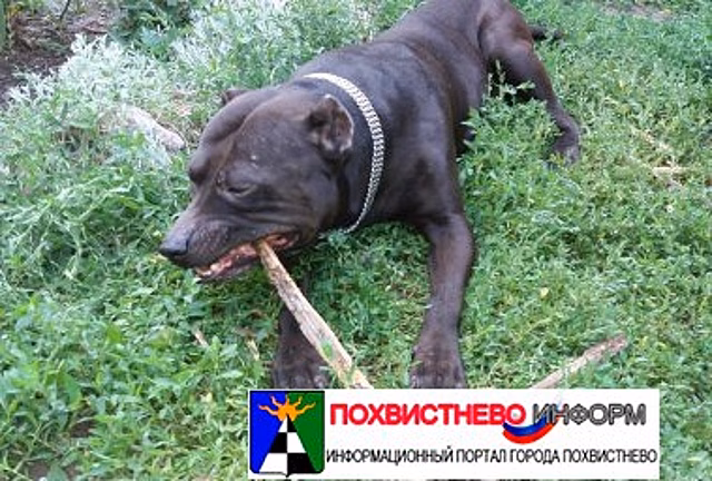 В Сызрани бойцовый пес загнал хозяина дворняжки в собственный гараж