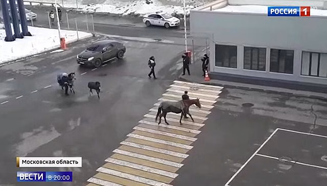 Съемочная группа "России 1" узнала, что за лошади устроили переполох на Минском шоссе