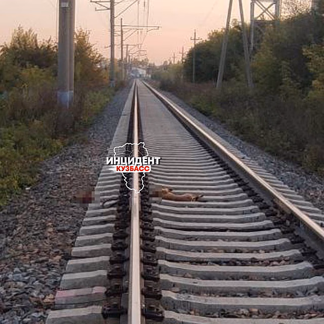 Поезд в Кемерове разрезал надвое прикованную собаку