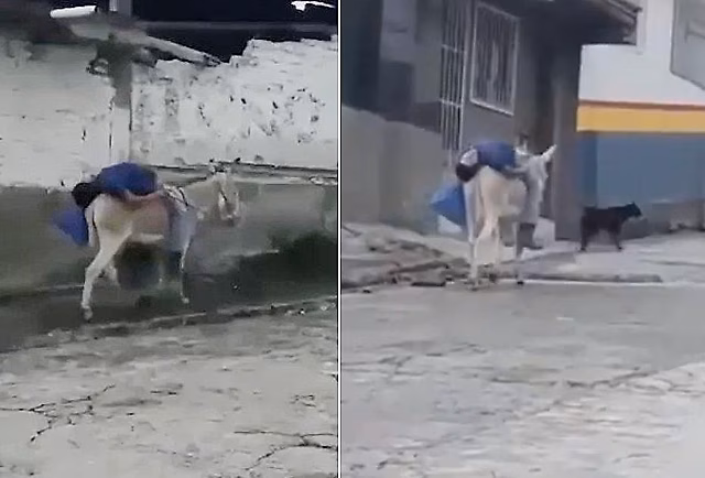 Верный осёл попал на видео, доставляя до жилища усталого хозяина