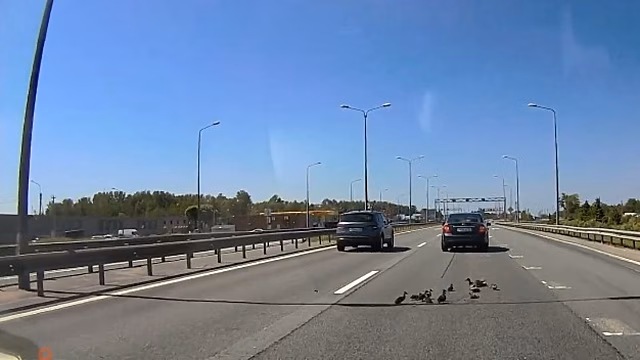 Петербуржцы спасли маму-утку с утятами в потоке машин