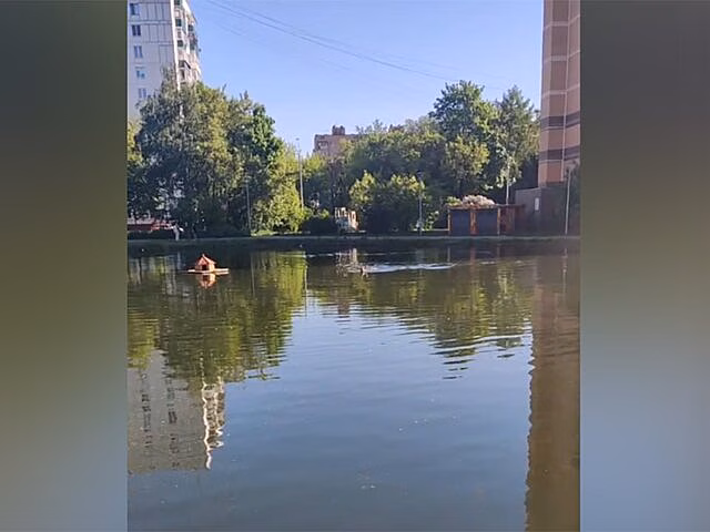 Москвичка рассказала о попытке купавшегося в пруду лося пройти в школу