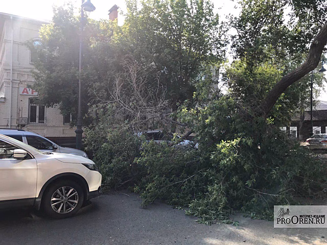 В Оренбурге полиция провела проверку по факту упавшего на машину дерева