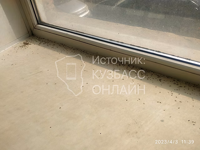 Летящие из подвала мухи заполонили подъезд в Кемерове
