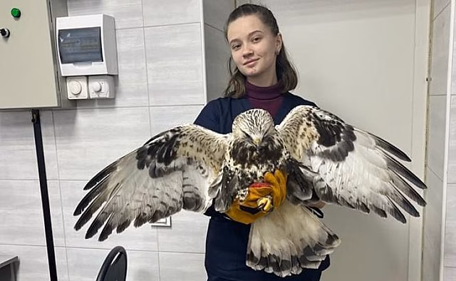 Курские ветеринары спасают пернатого хищника