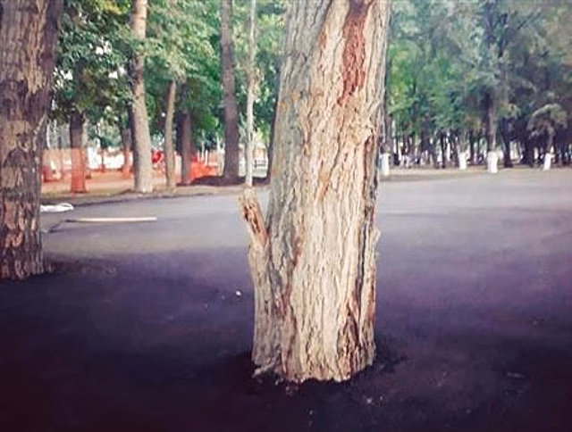 В ходе строительства картинг-трассы в парке Гагарина деревья замуровали в асфальт