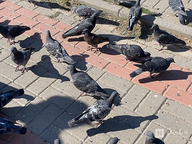 Власти хотят запретить кормить птиц в сквере в Нижнем Новгороде