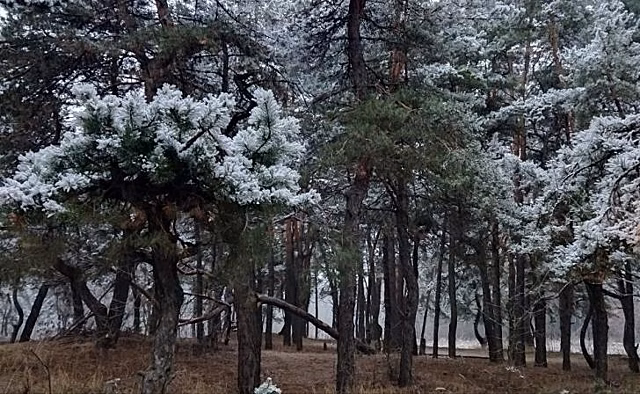 Для подкормки диких животных в Курской области выложено более 4 тонн зерна