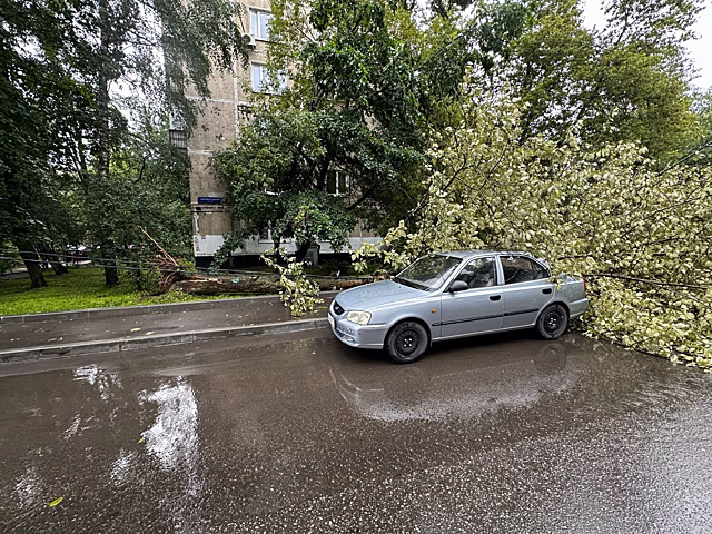 Автоэксперт Кадаков посоветовал не парковаться у деревьев в грозу