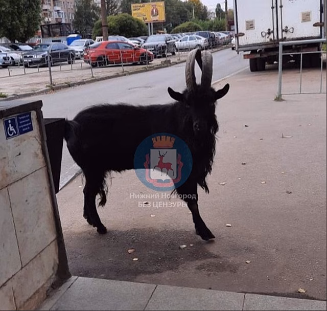 «Кого-нибудь на рога посадит»: нижегородцы встретили козла около метро