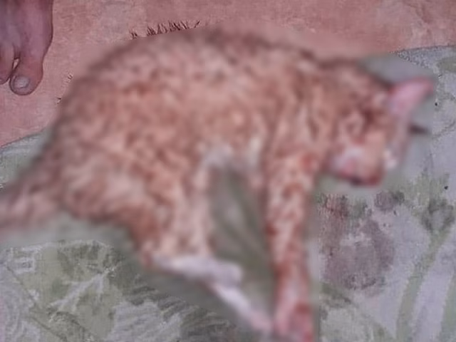 В Благовещенске кота два раза скинули с балкона седьмого этажа