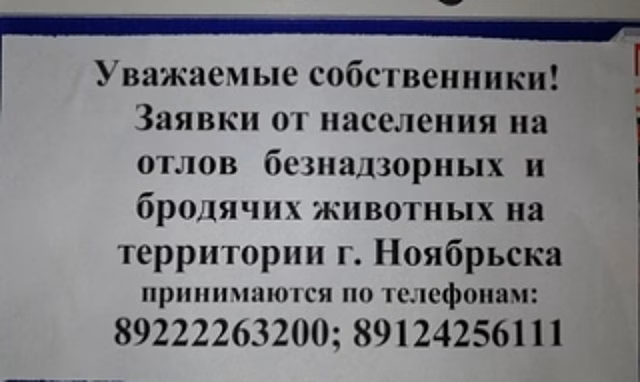 Собаки снова показали клыки. Новый случай произошел в Ноябрьске
