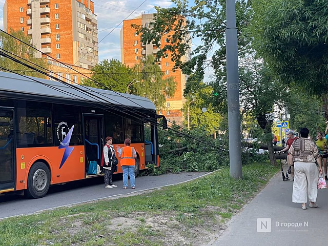 Появились фото с места падения дерева на легковушку в Нижнем Новгороде