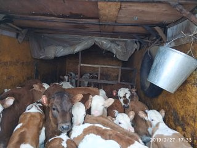 В Башкирии пресечена незаконная реализация коров