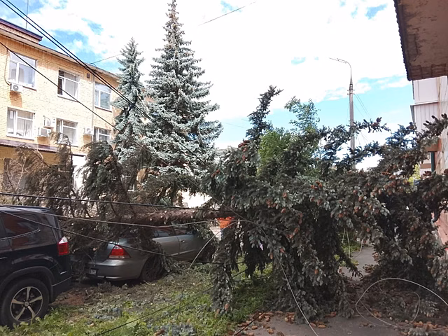 В Орле ель упала на автомобиль при ремонте улицы Сурена Шаумяна
