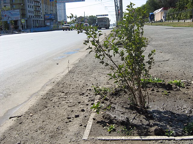 В Челябинске у подрядчиков снова возникли проблемы с заменой погибших деревьев