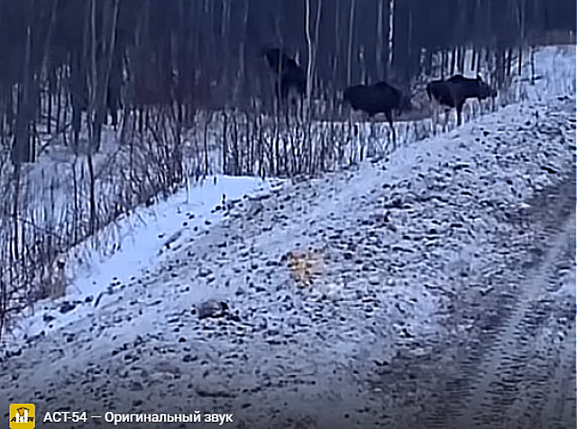 Семья лосей была замечена у дороги в Кудряшовском бору в Новосибирской области