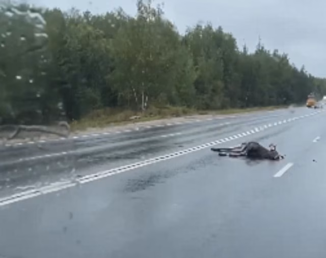 Лось погиб в ДТП на улице Федосеенко в Нижнем Новгороде